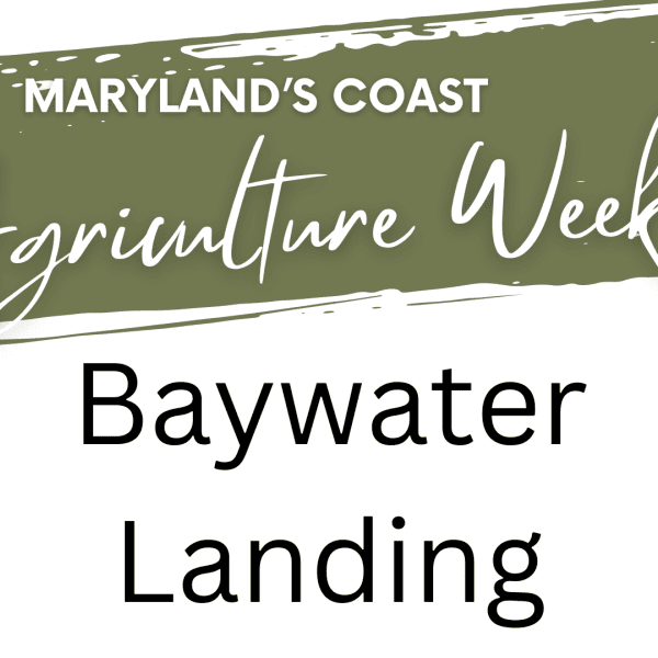 Baywater Landing - Scallop/Bivalve Lesson and Crab Race