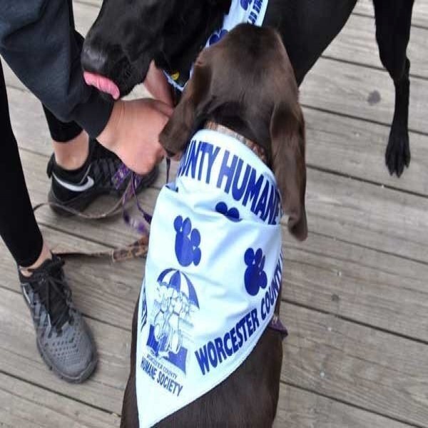 Boardwalkin' for Pets Walk-A-Thon