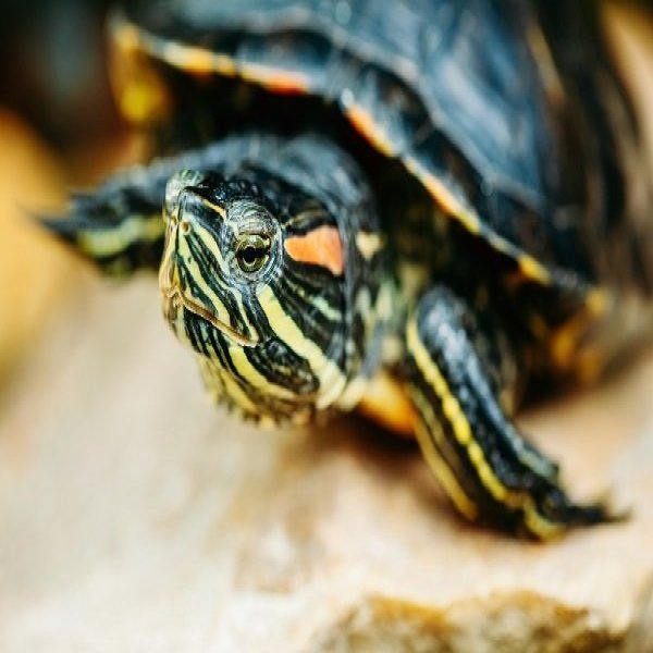 Aquarium Feeding