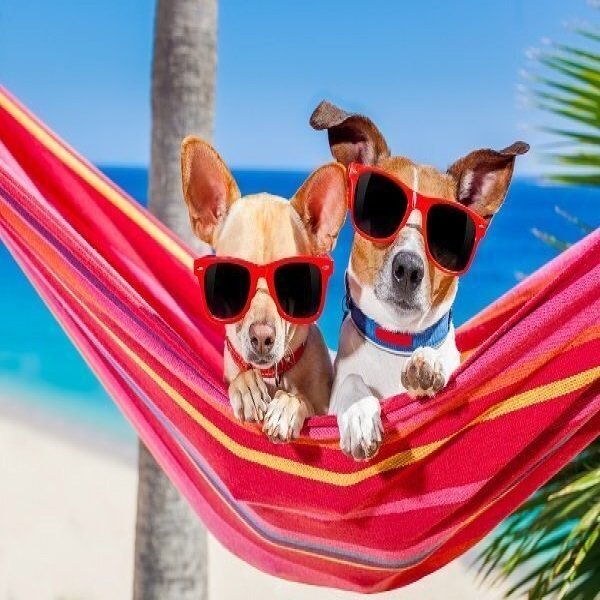 Waggin' Dine & Donate at Macky's Bayside Bar and Grill