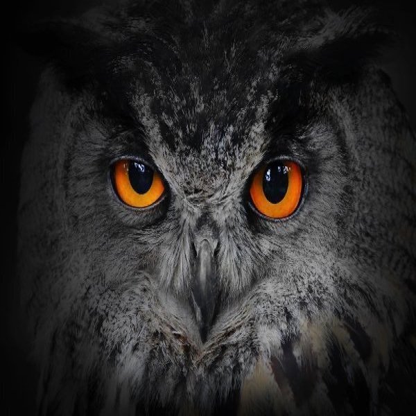 Owl Prowl