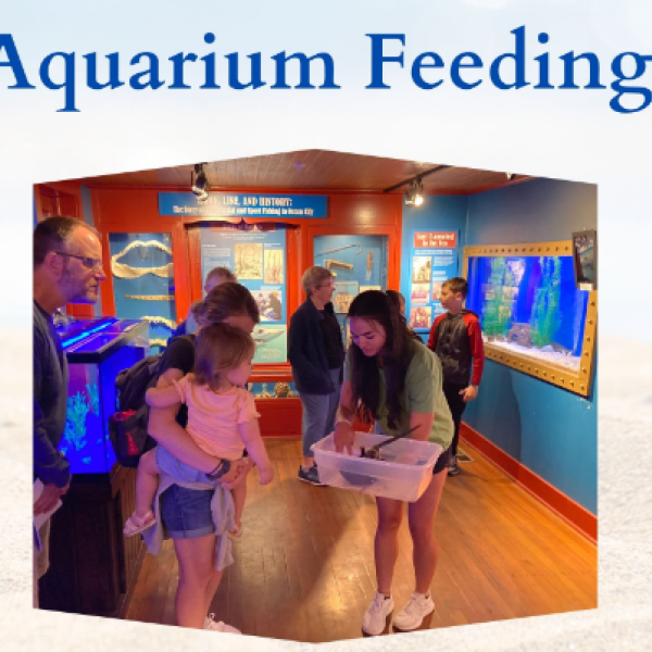 Aquarium Feeding at Ocean City Life-Saving Station Museum