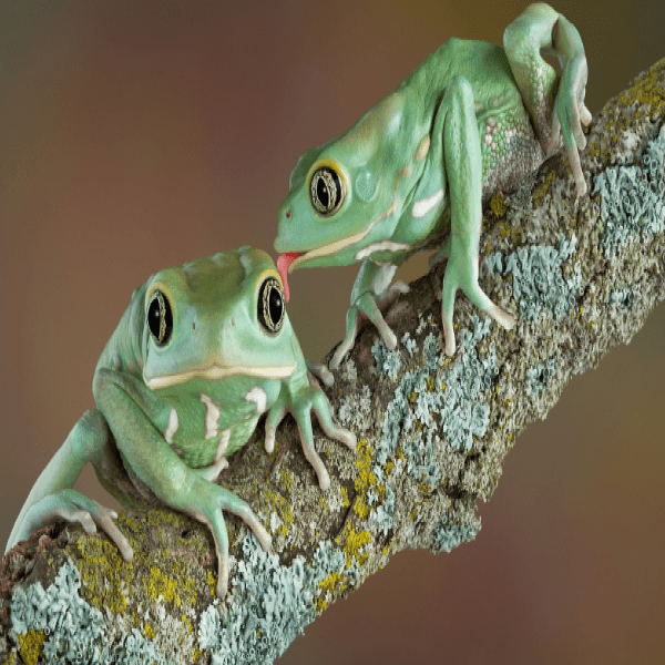 Frog Calls at Heron Park