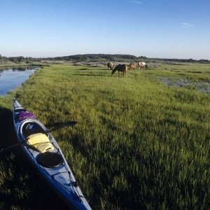 Assateague Island National Seashore
