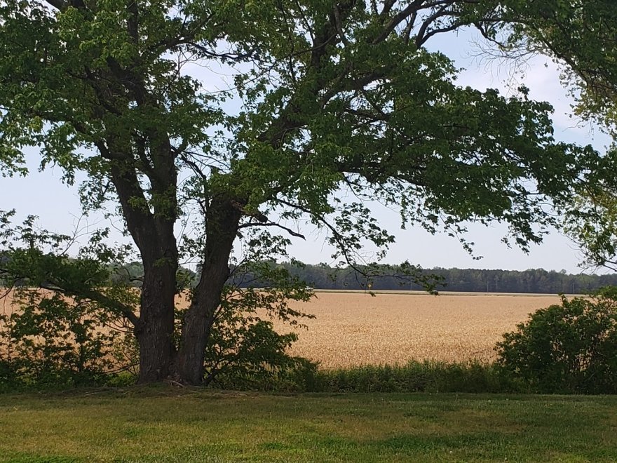 Showell Park