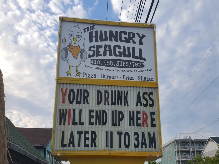 The Hungry Seagull