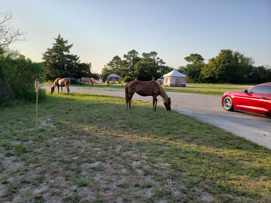 Assateague Island National Seashore - Bayside Drive-in Campground