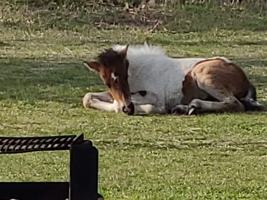 Assateague Island National Seashore - Bayside Drive-in Campground