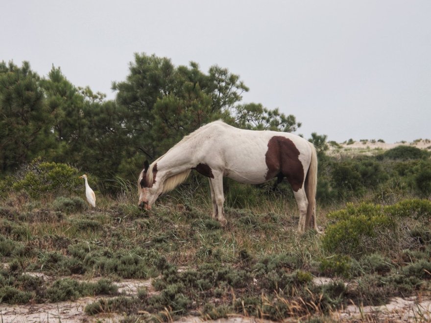 Assateague Island National Seashore - Bayside Drive-in Campground