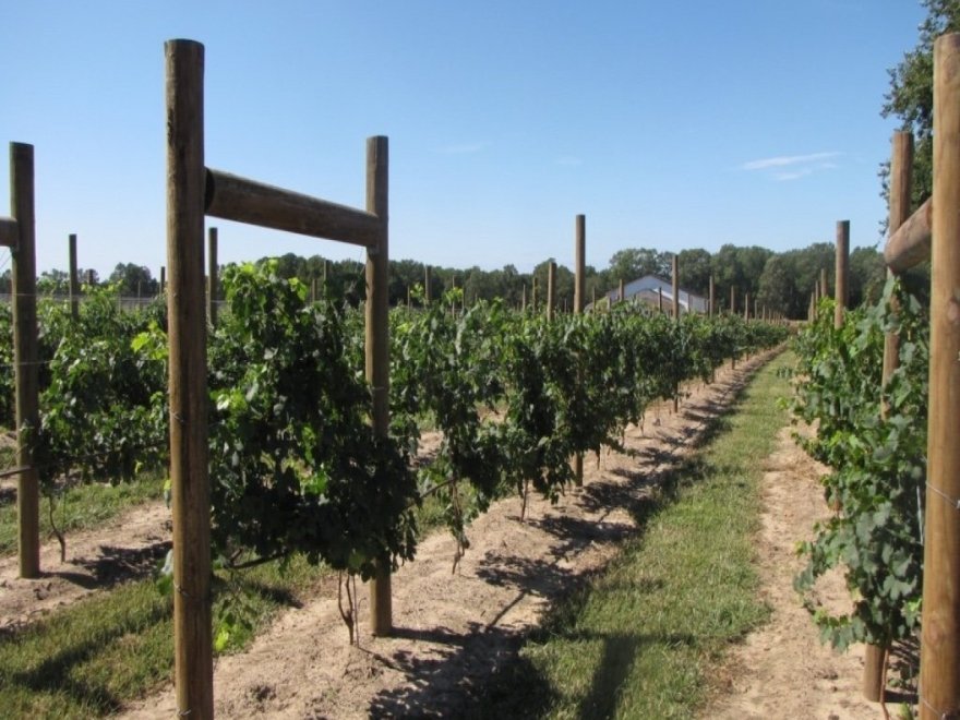 Salted Vines Vineyard & Winery