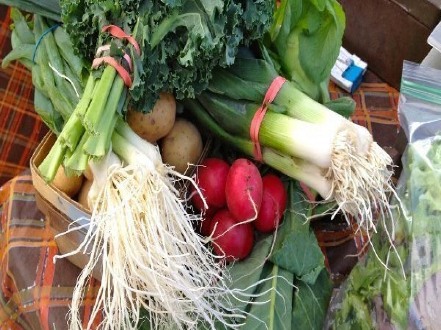 Shore Fresh Farmer's Market
