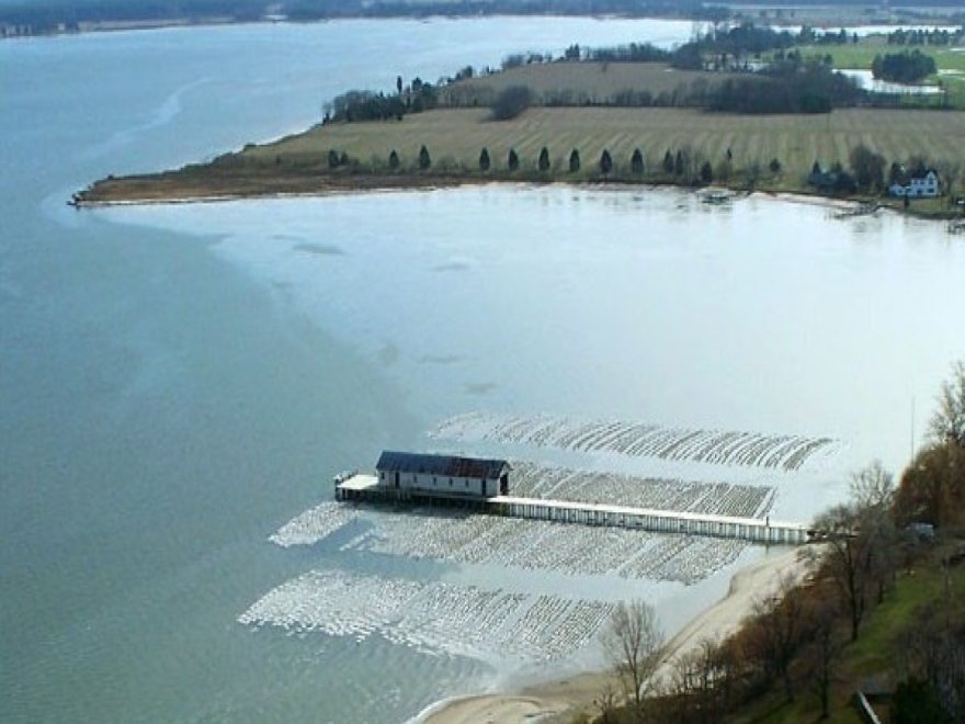 The Choptank Oyster Company 