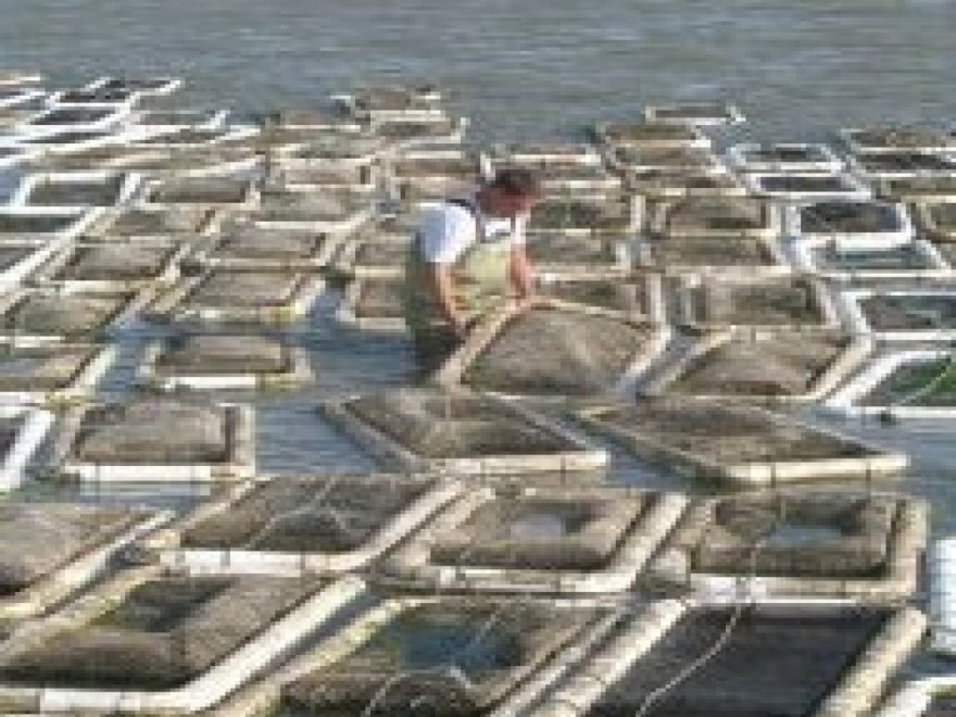 The Choptank Oyster Company 