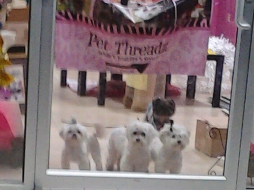 Pet Threadz