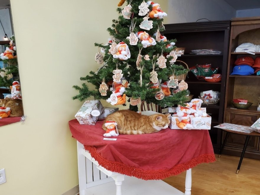 Pip the Beach Cat’s Kitten Emporium