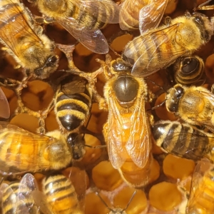 BayBees Honey