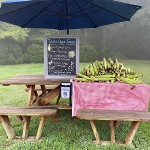 Turville Creek Farms