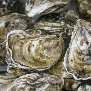 Coastal Maryland Oyster Company