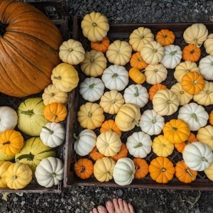 Barefoot Farm Produce